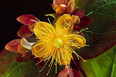 《工人物语：新兴同盟》2023年2月17日登陆PC平台